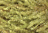  ( - EDNA24-0067852)  @11 [ ] CreativeCommons  Attribution Non-Commercial Share-Alike (2025) David Belll Royal Botanic Garden Edinburgh