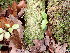  ( - EDNA24-0067856)  @11 [ ] CreativeCommons  Attribution Non-Commercial Share-Alike (2025) David Belll Royal Botanic Garden Edinburgh