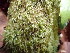  ( - EDNA24-0067856)  @11 [ ] CreativeCommons  Attribution Non-Commercial Share-Alike (2025) David Belll Royal Botanic Garden Edinburgh