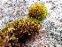  ( - EDNA24-0067860)  @11 [ ] CreativeCommons  Attribution Non-Commercial Share-Alike (2025) David Belll Royal Botanic Garden Edinburgh