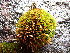  ( - EDNA24-0067860)  @11 [ ] CreativeCommons  Attribution Non-Commercial Share-Alike (2025) David Belll Royal Botanic Garden Edinburgh