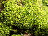  ( - EDNA25-0070634)  @11 [ ] CreativeCommons  Attribution Non-Commercial Share-Alike (2025) David Belll Royal Botanic Garden Edinburgh