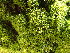  ( - EDNA25-0070634)  @11 [ ] CreativeCommons  Attribution Non-Commercial Share-Alike (2025) David Belll Royal Botanic Garden Edinburgh