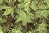  ( - EDNA25-0070634)  @11 [ ] CreativeCommons  Attribution Non-Commercial Share-Alike (2025) David Belll Royal Botanic Garden Edinburgh