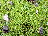  ( - EDNA25-0070635)  @11 [ ] CreativeCommons  Attribution Non-Commercial Share-Alike (2025) David Belll Royal Botanic Garden Edinburgh