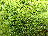  ( - EDNA25-0070635)  @11 [ ] CreativeCommons  Attribution Non-Commercial Share-Alike (2025) David Belll Royal Botanic Garden Edinburgh