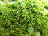  ( - EDNA25-0070635)  @11 [ ] CreativeCommons  Attribution Non-Commercial Share-Alike (2025) David Belll Royal Botanic Garden Edinburgh