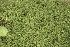  (Pseudocrossidium - EDNA25-0070635)  @11 [ ] CreativeCommons  Attribution Non-Commercial Share-Alike (2025) David Belll Royal Botanic Garden Edinburgh