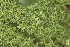  ( - EDNA25-0070635)  @11 [ ] CreativeCommons  Attribution Non-Commercial Share-Alike (2025) David Belll Royal Botanic Garden Edinburgh