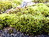  ( - EDNA25-0070636)  @11 [ ] CreativeCommons  Attribution Non-Commercial Share-Alike (2025) David Belll Royal Botanic Garden Edinburgh