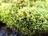  ( - EDNA25-0070636)  @11 [ ] CreativeCommons  Attribution Non-Commercial Share-Alike (2025) David Belll Royal Botanic Garden Edinburgh
