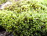  ( - EDNA25-0070636)  @11 [ ] CreativeCommons  Attribution Non-Commercial Share-Alike (2025) David Belll Royal Botanic Garden Edinburgh