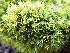  ( - EDNA25-0070636)  @11 [ ] CreativeCommons  Attribution Non-Commercial Share-Alike (2025) David Belll Royal Botanic Garden Edinburgh