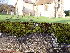  ( - EDNA25-0070636)  @11 [ ] CreativeCommons  Attribution Non-Commercial Share-Alike (2025) David Belll Royal Botanic Garden Edinburgh