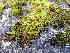  ( - EDNA25-0070637)  @11 [ ] CreativeCommons  Attribution Non-Commercial Share-Alike (2025) David Belll Royal Botanic Garden Edinburgh
