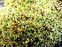  ( - EDNA25-0070637)  @11 [ ] CreativeCommons  Attribution Non-Commercial Share-Alike (2025) David Belll Royal Botanic Garden Edinburgh