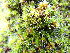  ( - EDNA25-0070637)  @11 [ ] CreativeCommons  Attribution Non-Commercial Share-Alike (2025) David Belll Royal Botanic Garden Edinburgh