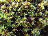  ( - EDNA25-0070637)  @11 [ ] CreativeCommons  Attribution Non-Commercial Share-Alike (2025) David Belll Royal Botanic Garden Edinburgh