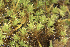 ( - EDNA25-0070637)  @11 [ ] CreativeCommons  Attribution Non-Commercial Share-Alike (2025) David Belll Royal Botanic Garden Edinburgh