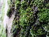  ( - EDNA25-0070641)  @11 [ ] CreativeCommons  Attribution Non-Commercial Share-Alike (2025) David Belll Royal Botanic Garden Edinburgh