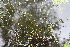  ( - EDNA21-0061447)  @11 [ ] CreativeCommons Attribution NonCommercial ShareAlike (2021) Markus Ruhsam Royal Botanic Garden, Edinburgh