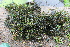  ( - EDNA21-0061447)  @11 [ ] CreativeCommons Attribution NonCommercial ShareAlike (2021) Markus Ruhsam Royal Botanic Garden, Edinburgh