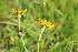  ( - EDNA21-0061452)  @11 [ ] CreativeCommons Attribution NonCommercial ShareAlike (2021) Markus Ruhsam Royal Botanic Garden, Edinburgh
