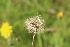  ( - EDNA21-0061452)  @11 [ ] CreativeCommons Attribution NonCommercial ShareAlike (2021) Markus Ruhsam Royal Botanic Garden, Edinburgh