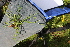 ( - EDNA21-0061452)  @11 [ ] CreativeCommons Attribution NonCommercial ShareAlike (2021) Markus Ruhsam Royal Botanic Garden, Edinburgh