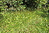  ( - EDNA21-0061452)  @11 [ ] CreativeCommons Attribution NonCommercial ShareAlike (2021) Markus Ruhsam Royal Botanic Garden, Edinburgh