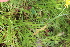  ( - EDNA21-0061452)  @11 [ ] CreativeCommons Attribution NonCommercial ShareAlike (2021) Markus Ruhsam Royal Botanic Garden, Edinburgh