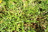  ( - EDNA21-0061452)  @11 [ ] CreativeCommons Attribution NonCommercial ShareAlike (2021) Markus Ruhsam Royal Botanic Garden, Edinburgh