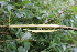  ( - EDNA21-0061457)  @11 [ ] CreativeCommons Attribution NonCommercial ShareAlike (2021) Markus Ruhsam Royal Botanic Garden, Edinburgh