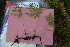  ( - EDNA21-0061487)  @11 [ ] CreativeCommons Attribution NonCommercial ShareAlike (2021) Markus Ruhsam Royal Botanic Garden, Edinburgh