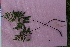  ( - EDNA21-0061487)  @11 [ ] CreativeCommons Attribution NonCommercial ShareAlike (2021) Markus Ruhsam Royal Botanic Garden, Edinburgh