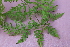  ( - EDNA21-0061487)  @11 [ ] CreativeCommons Attribution NonCommercial ShareAlike (2021) Markus Ruhsam Royal Botanic Garden, Edinburgh