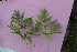  ( - EDNA21-0061487)  @11 [ ] CreativeCommons Attribution NonCommercial ShareAlike (2021) Markus Ruhsam Royal Botanic Garden, Edinburgh