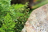  ( - EDNA21-0061488)  @11 [ ] CreativeCommons Attribution NonCommercial ShareAlike (2021) Markus Ruhsam Royal Botanic Garden, Edinburgh