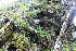  ( - EDNA21-0061490)  @11 [ ] CreativeCommons Attribution NonCommercial ShareAlike (2021) Markus Ruhsam Royal Botanic Garden, Edinburgh