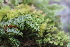  (Hymenophyllum tunbrigense - EDNA21-0061490)  @11 [ ] CreativeCommons Attribution NonCommercial ShareAlike (2021) Markus Ruhsam Royal Botanic Garden, Edinburgh