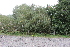  ( - EDNA21-0061470)  @11 [ ] CreativeCommons Attribution NonCommercial ShareAlike (2021) Markus Ruhsam Royal Botanic Garden, Edinburgh