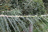  ( - EDNA21-0061470)  @11 [ ] CreativeCommons Attribution NonCommercial ShareAlike (2021) Markus Ruhsam Royal Botanic Garden, Edinburgh
