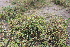  ( - EDNA21-0061476)  @11 [ ] CreativeCommons Attribution NonCommercial ShareAlike (2021) Markus Ruhsam Royal Botanic Garden, Edinburgh