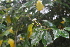  (Prunus lusitanica - EDNA21-0061482)  @11 [ ] CreativeCommons Attribution NonCommercial ShareAlike (2021) Markus Ruhsam Royal Botanic Garden, Edinburgh
