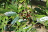  ( - EDNA22-0062381)  @11 [ ] NonCommercial ShareAlike (2023) Markus Ruhsam Royal Botanic Garden Edinburgh