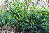  ( - EDNA22-0062381)  @11 [ ] NonCommercial ShareAlike (2023) Markus Ruhsam Royal Botanic Garden Edinburgh