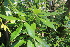  ( - EDNA22-0062381)  @11 [ ] NonCommercial ShareAlike (2023) Markus Ruhsam Royal Botanic Garden Edinburgh