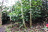  ( - EDNA22-0062384)  @11 [ ] NonCommercial ShareAlike (2023) Markus Ruhsam Royal Botanic Garden Edinburgh