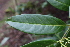  ( - EDNA22-0062384)  @11 [ ] NonCommercial ShareAlike (2023) Markus Ruhsam Royal Botanic Garden Edinburgh