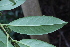  ( - EDNA22-0062384)  @11 [ ] NonCommercial ShareAlike (2023) Markus Ruhsam Royal Botanic Garden Edinburgh